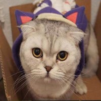 Lương Đức Duy avatar