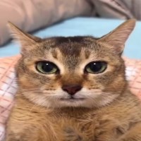 Nguyễn Khoa Avatar