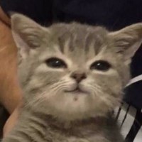 Ảnh đại diện Nguyen Do Hoang Bao