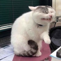 Ảnh đại diện Vân Lương