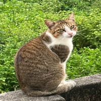 pham nhat tam avatar