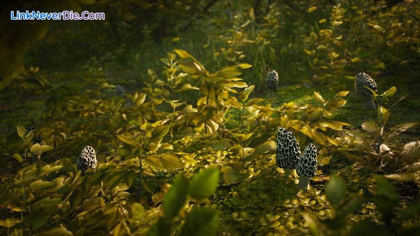 Hình ảnh trong game Morels: The Hunt (screenshot)